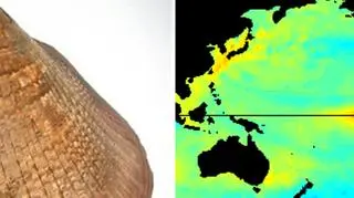El Niño zmienia układ prądów oceanicznych 