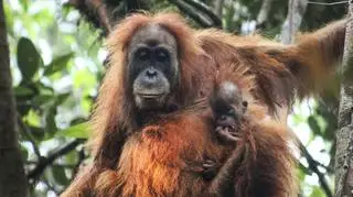 Nowo rozpoznany gatunek- orangutan Tapanuli