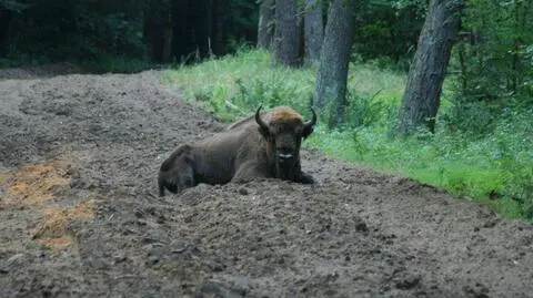Żubr opuścił stado. Był samotny, więc zbratał się z krowami