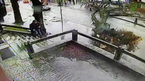 Przechodzi pieszy, sekundy później upada ogromne drzewo