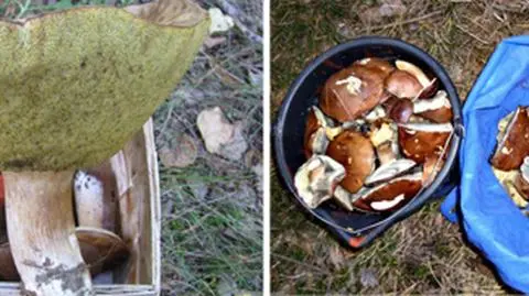 Pogoda sprzyja grzybiarzom
