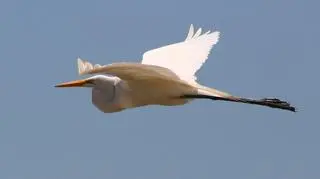 Czapla biała