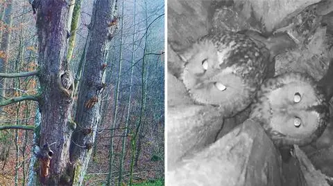 "Sowi Big Brother" w sieci. Zobaczcie tajemnice puszczyków