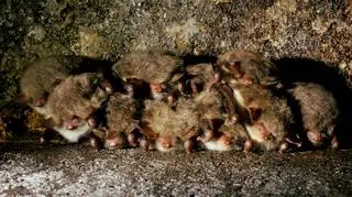 Grupa nocków Natterera