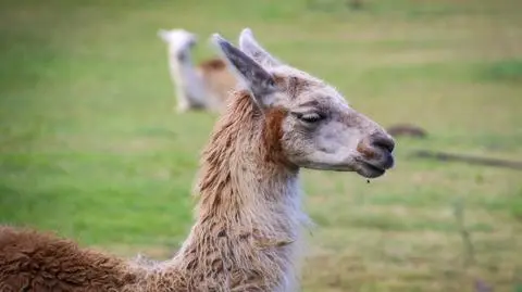 Lama na ratunek światu. Jej "nanociała neutralizują wirusa lepiej niż wszystko, co dotąd badaliśmy"