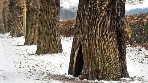 Miejscami popada śnieg