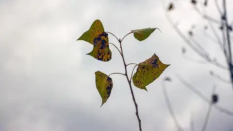 Niebo zasnuje się chmurami