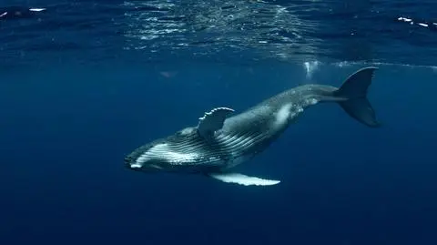 Coraz lepsza transmisja basów w oceanach