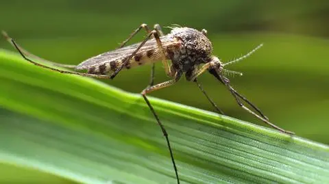 Gorączka Zachodniego Nilu. W Grecji zmarły trzy osoby