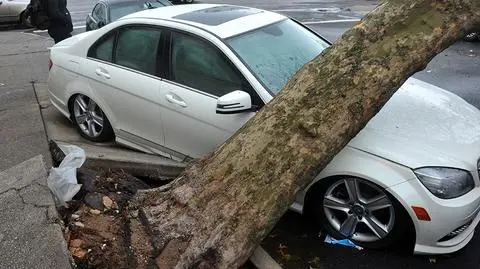 Nie należy parkować pod drzewami