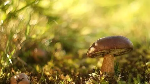 Aktualnie czytasz: Jak scenografia animacji. Grzybowy mikrokosmos