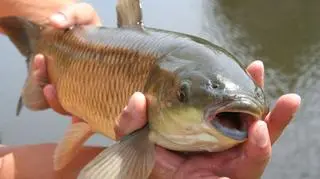 Wiele osób nie ma serca zjeść karpia