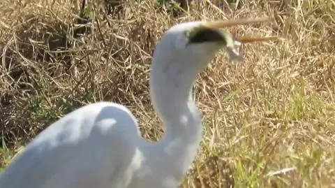 Ryba walczyła o życie do ostatniej chwili… w gardle ptaka