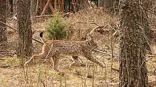 Abaris w środowisku naturalnym (fot. WWF Polska/Stefan Jakimiuk)