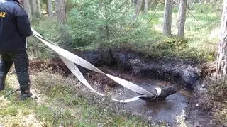 Akcja ratunkowa  łosia (korpele.olsztyn.lasy.gov.pl)