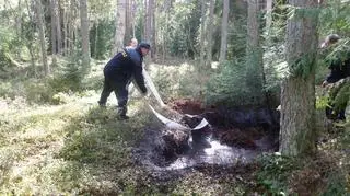 Akcja ratunkowa  łosia (korpele.olsztyn.lasy.gov.pl)