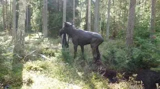 Akcja ratunkowa  łosia (korpele.olsztyn.lasy.gov.pl)