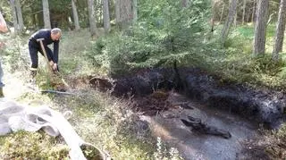 Akcja ratunkowa  łosia (korpele.olsztyn.lasy.gov.pl)