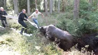 Akcja ratunkowa  łosia (korpele.olsztyn.lasy.gov.pl)