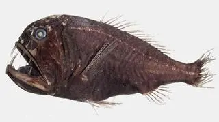 Anoplogaster (Wikipedia (Public Domain))