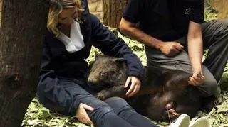 Apari już ledwie się mieści w torbie mamy (fot. Zoo Duisburg)