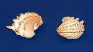 Arcinella cornuta to jeden z gatunków, które badano - zdjęcie ilustracyjne (Wikipedia/Hectonichus (CC BY-SA 3