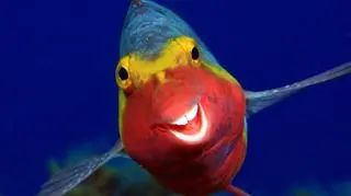 Arthur Telle Thiemann/Comedy Wildlife Photo Awards 2020