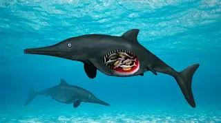 Artystyczna wizja ichtiozaura, którego szczątki odnaleziono w Whitby (rys. Nobumichi Tamura)