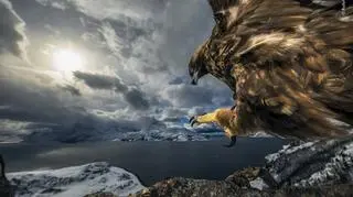 © Audun Rikardsen - Wildlife Photographer of the Year