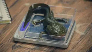 Badania biometryczne salamandry z jeziora Patzcuaro na Uniwersytecie Michoacana