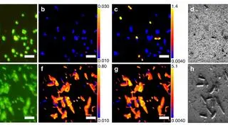 Badania przeprowadzone na próbkach pobranych z dna Pacyfiku (Yuki Morono, Motoo Ito, Tatsuhiko Hoshino, Takeshi Terada, Tomoyuki Hori, Minoru Ikehara, Steven D’Hondt, Fumio Inagaki)