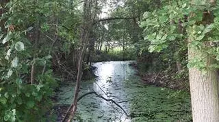 Bajorko w Budach Grabskich w Puszczy Bolimowskiej (Arleta Unton-Pyziołek)