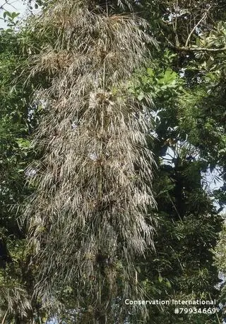 Bambus Merostachys sp. Nov. (Ivan Jimenez)