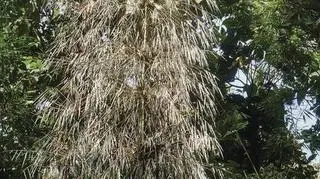 Bambus Merostachys sp. Nov. (Ivan Jimenez)