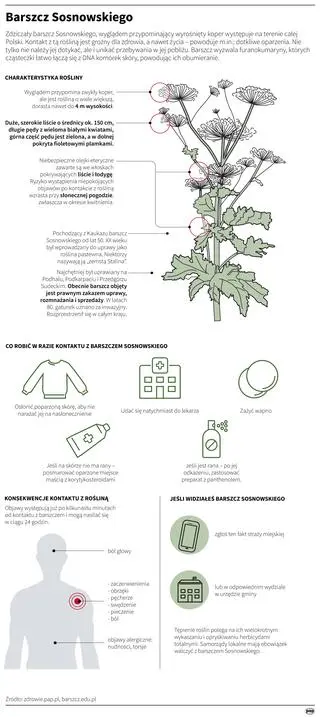 Barszcz Sosnowskiego jest rośliną niebezpieczną dla zdrowia (Maria Samczuk/PAP)