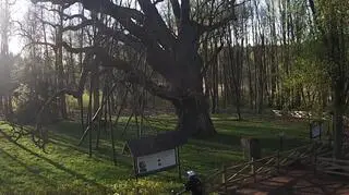 Bartek to najsłynniejszy w Polsce pomnik przyrody (fot. dabbarteknaszwspolnyznajomy.pl)