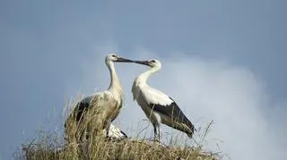 Będą z tego dzieci