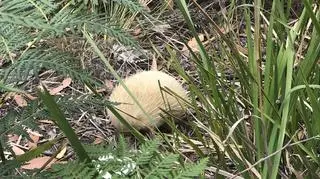 Biała kolczatka australijska w Tasmanii