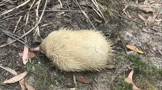 Biała kolczatka australijska w Tasmanii
