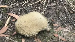 Biała kolczatka australijska w Tasmanii