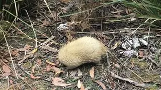 Biała kolczatka australijska w Tasmanii