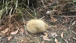 Biała kolczatka australijska w Tasmanii