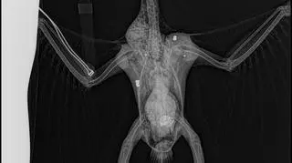 Białe kropki na ciele ptaka to rany postrzałowe (Avian Reptile and Exotic Pet Hospital)