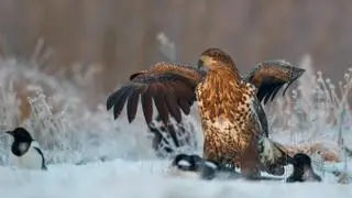 Bielik