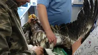 Bielik pod opieką Fundacji Epicrates