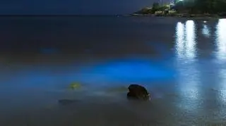 Bioluminescencyjne glony rozświetlają wodę na plaży Malabar w Sydney (dr David Psaila)