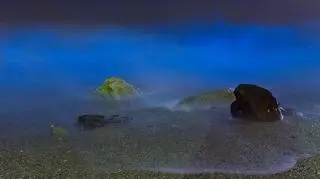 Bioluminescencyjne glony rozświetlają wodę na plaży Malabar w Sydney (dr David Psaila)