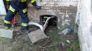 Bocian w tarapatach. Utknął w kominie gorzelni (OSP Przelewice)