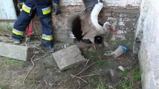 Bocian wpadł do komina gorzelni (OSP Przelewice)