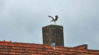 Bociany wracają do gniazd w Polsce 